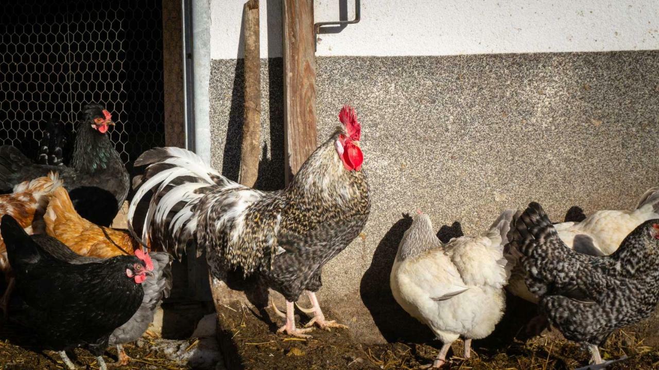 Stubaier Bauern Appartement Telfes im Stubai Eksteriør billede